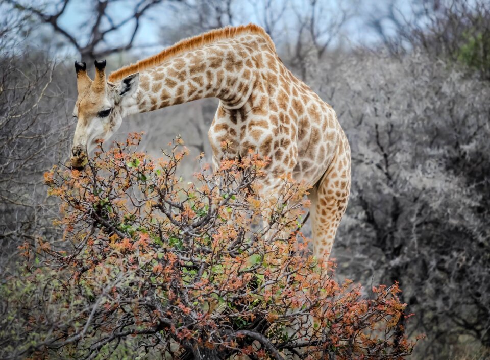 Mammal wildlife wild