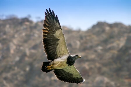 Bird nature height