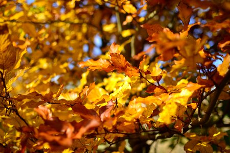 Autumn gold sprig autumn leaves photo