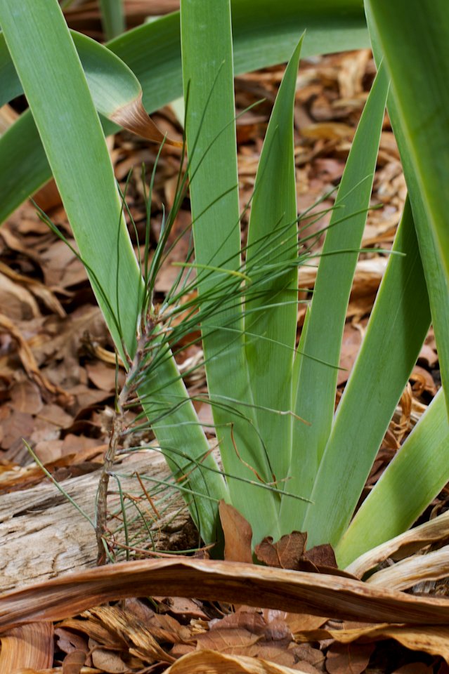 Baby Pine