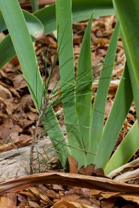 Baby Pine