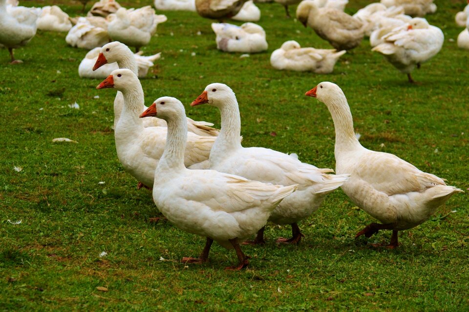 Plumage animal domestic goose