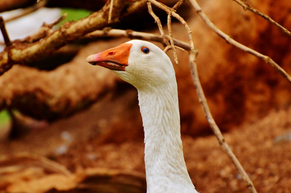 Plumage animal domestic goose