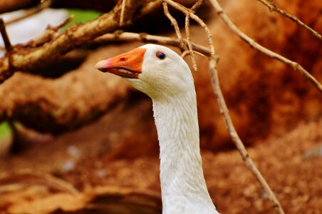 Plumage animal domestic goose photo