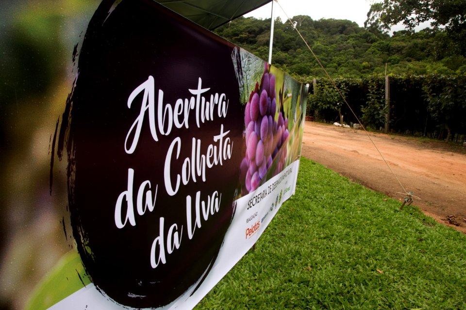 03.02.2019 - Abertura da 9ª edição da Colheita da Uva na Colônia São Manoel, 8º distrito, Rincão da Cruz - Foto: Gustavo Vara