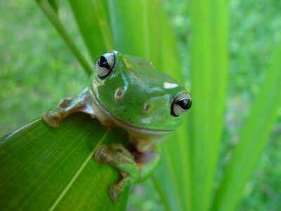 Amphibian wildlife leaf