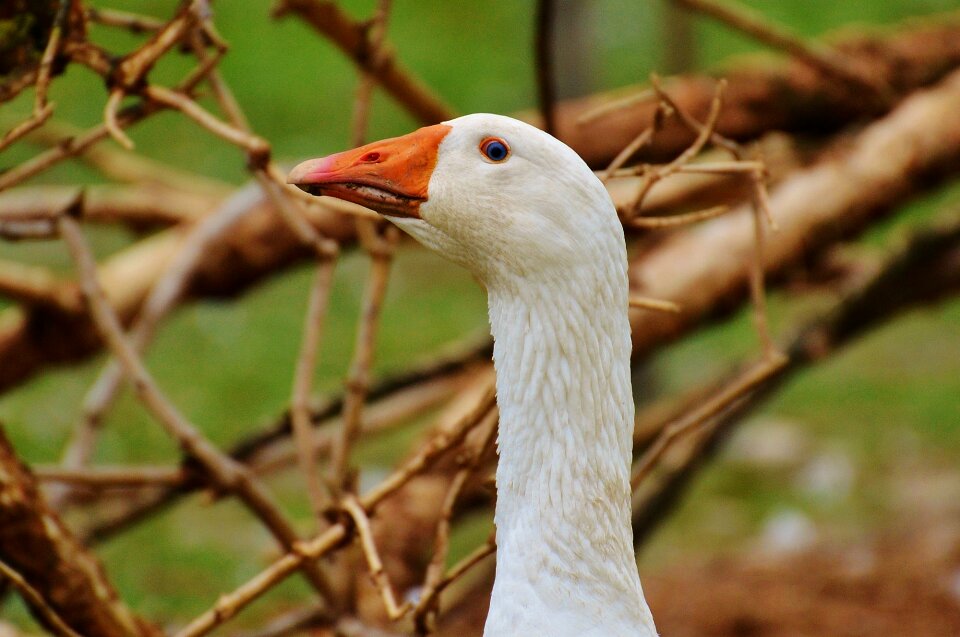 Plumage animal domestic goose