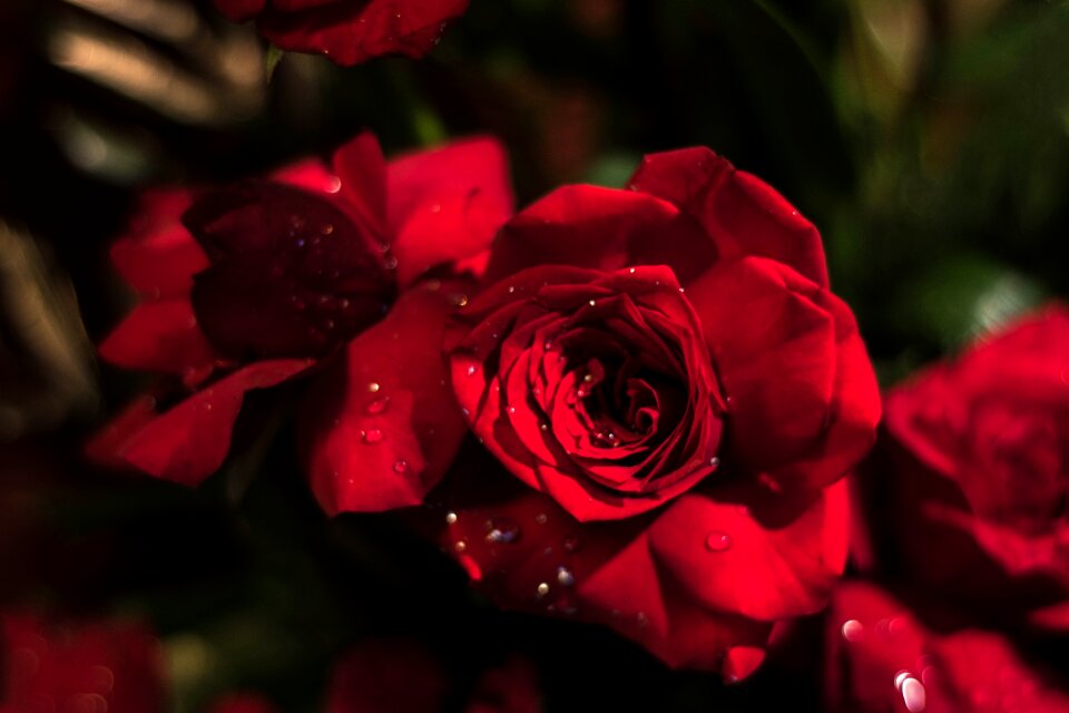 Rose red rose flower