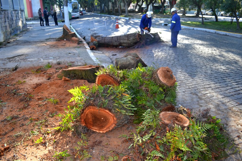 13.07.2018 - SQA - Poda Arvore Saldanha Marinho - Foto Janine Tomberg    (2)