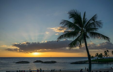 Sun rays palm tree sky beach photo