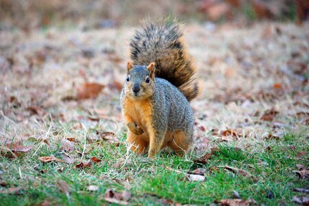 Ground-squirrel pets baby