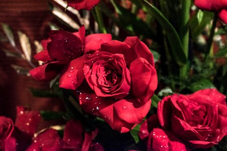 Rose red rose flower