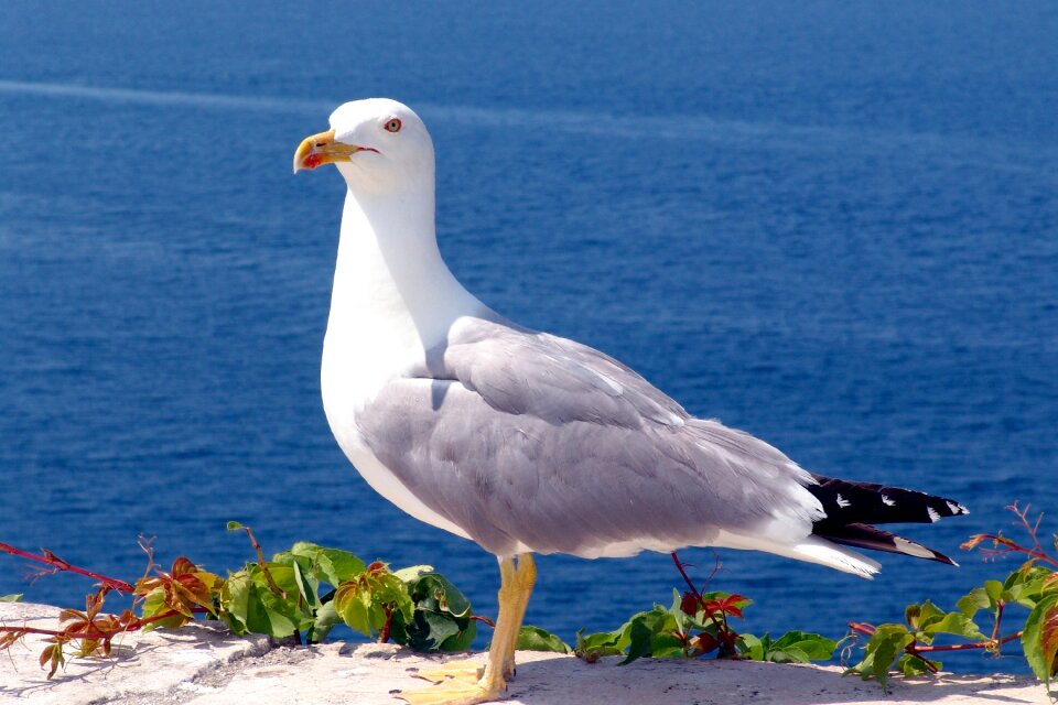 Water bird animal coast