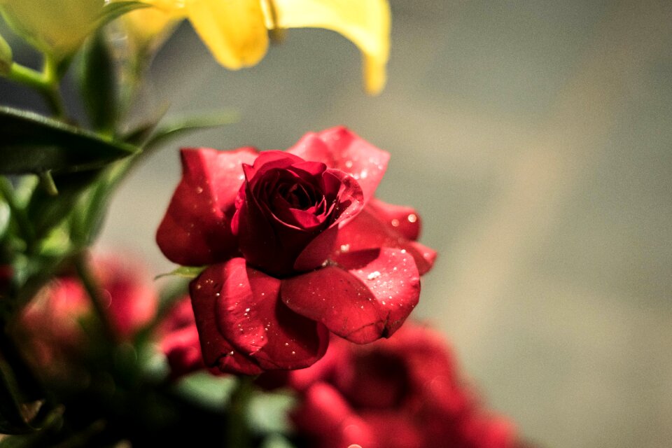 Rose red rose flower