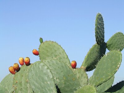 Cactus heat fruit