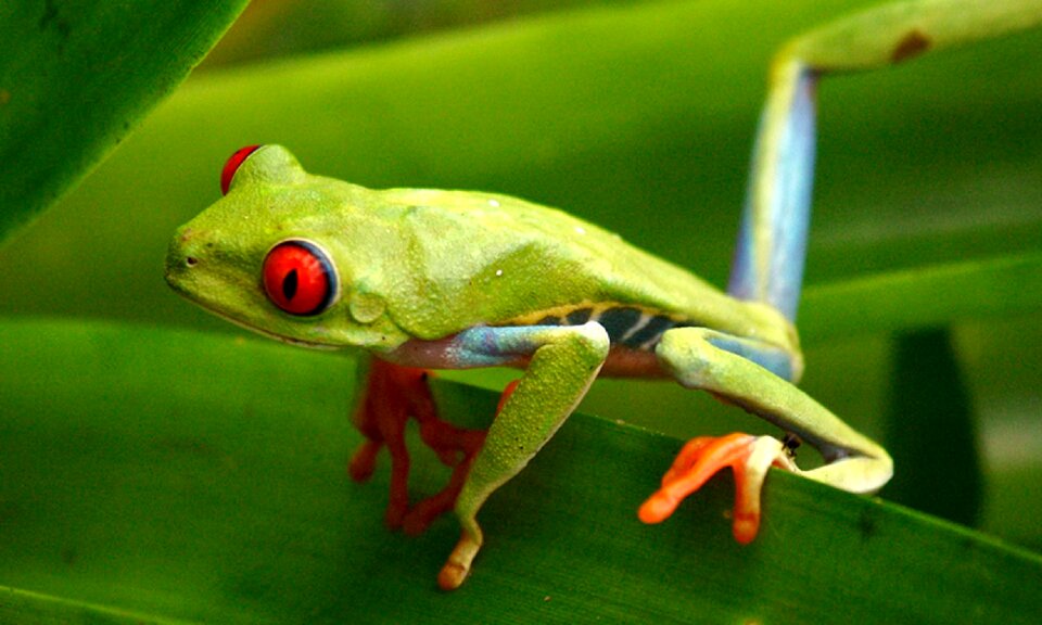 Amphibian tropical macro