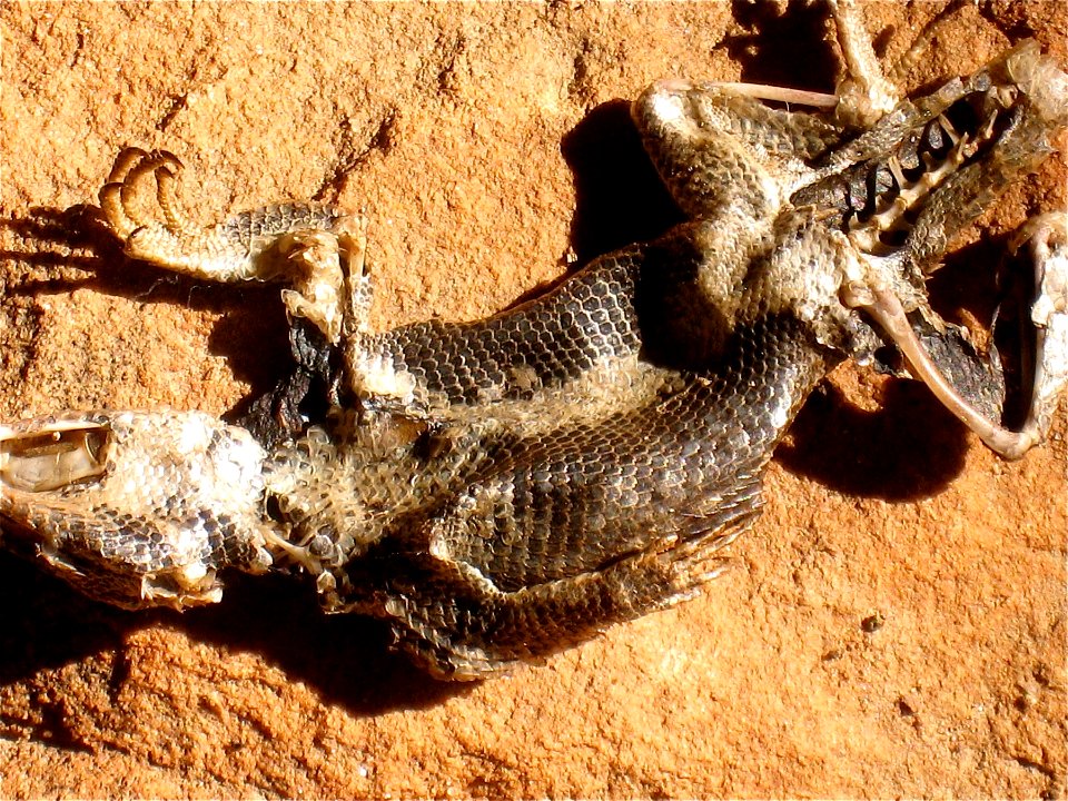 Bad Day for a Lizard