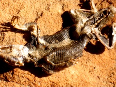Bad Day for a Lizard