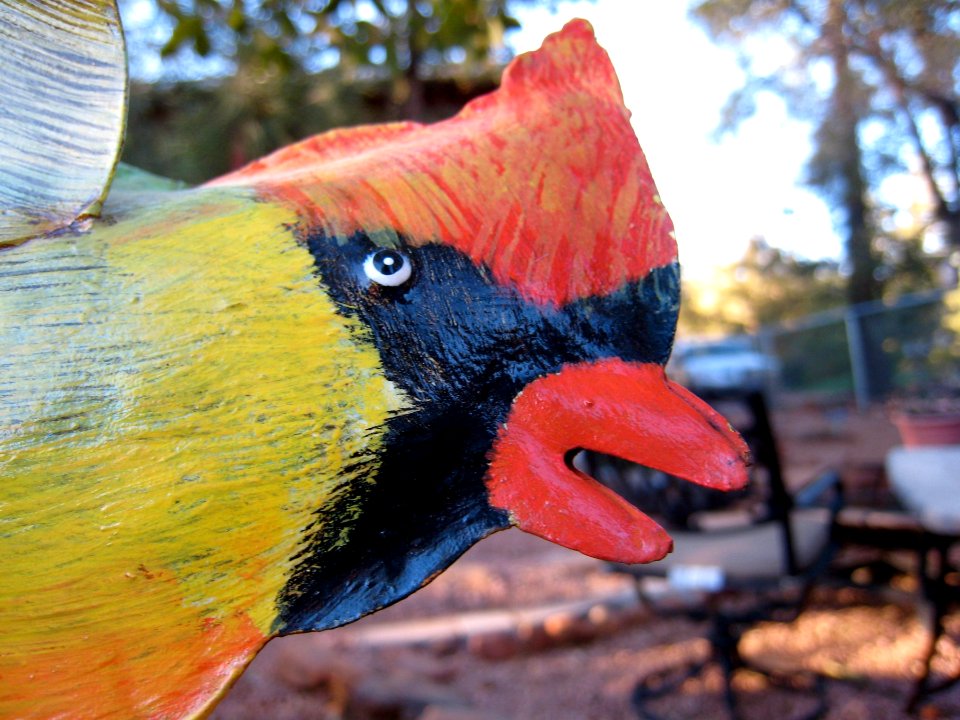 If a Metal Bird Coulfd Talk