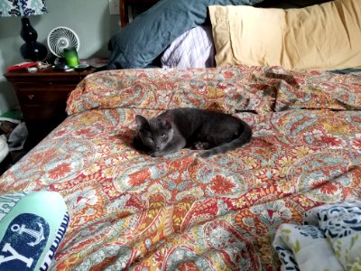Gray Cat Laying on a Bed photo