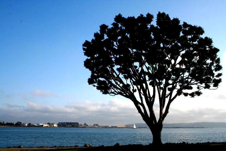 Lone Tree San Diego