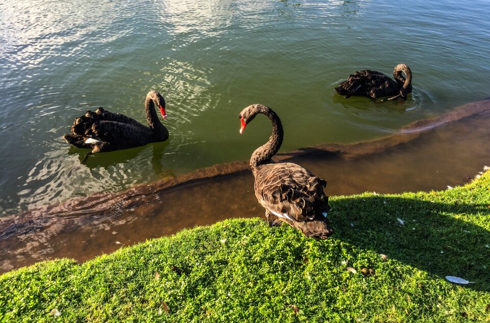 Nature lake bird