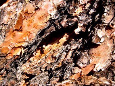 Ponderosa Pine Bark Texture 3 photo