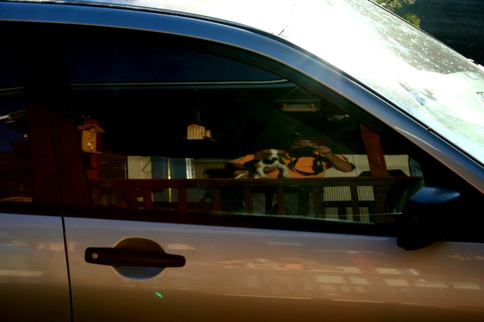 Beagle in the Window