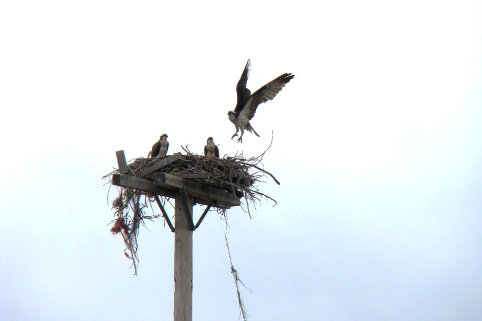 Osprey parent landing at nest