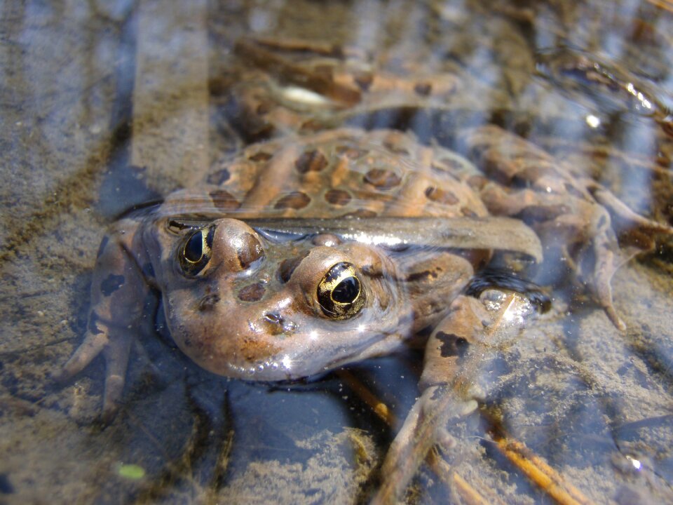 Water wildlife nature