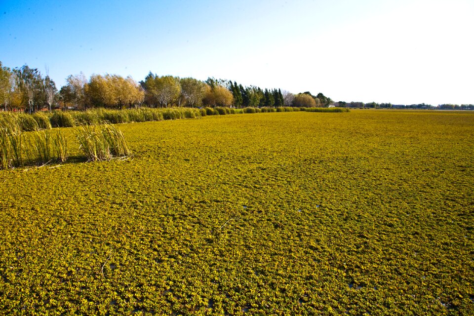 Field argentina pampa