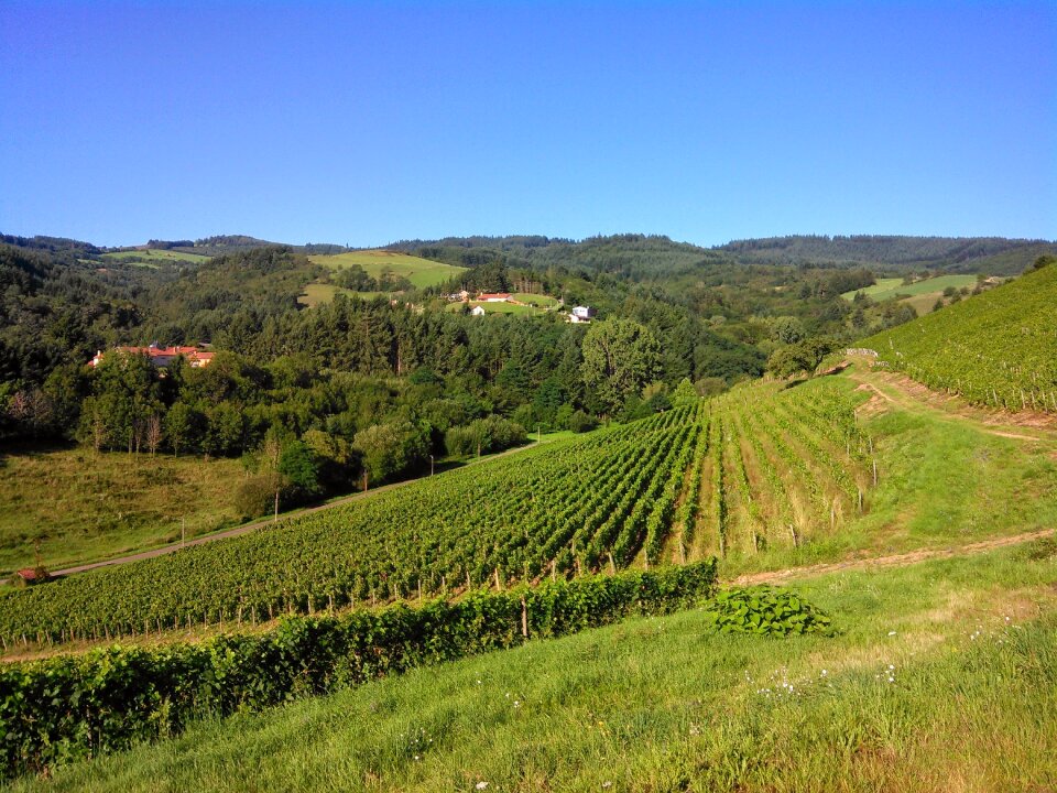Landscape vine nature