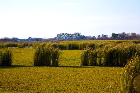 Pampa argentina nature