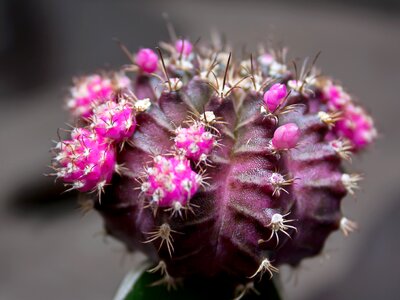 Plant prickly flowers photo