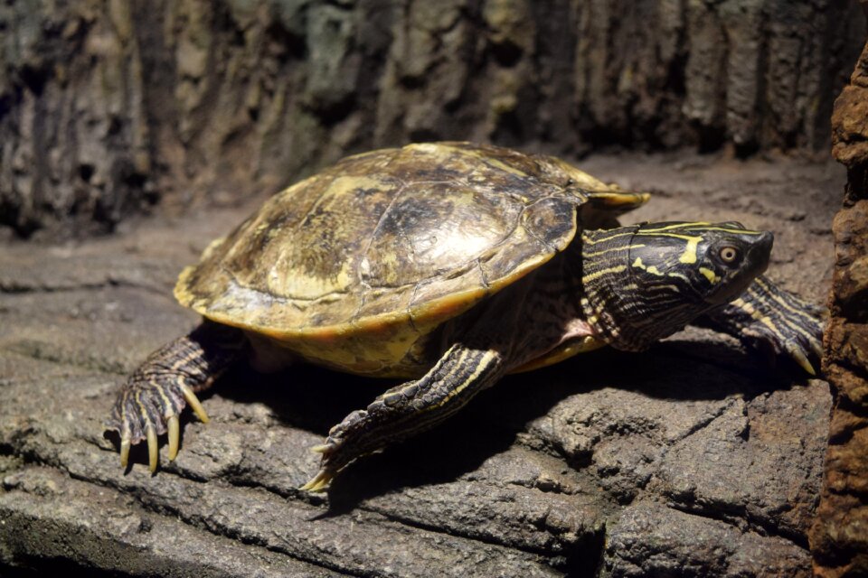 Nature animal reptile