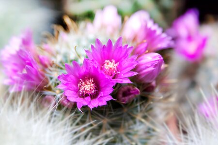 Plant prickly flowers photo