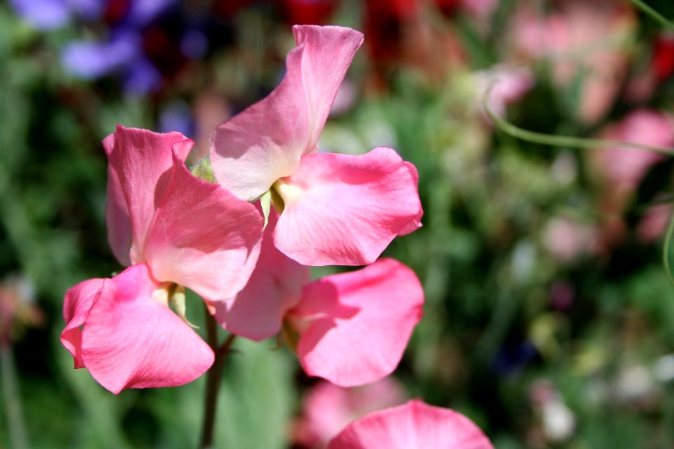 Bean Flowers