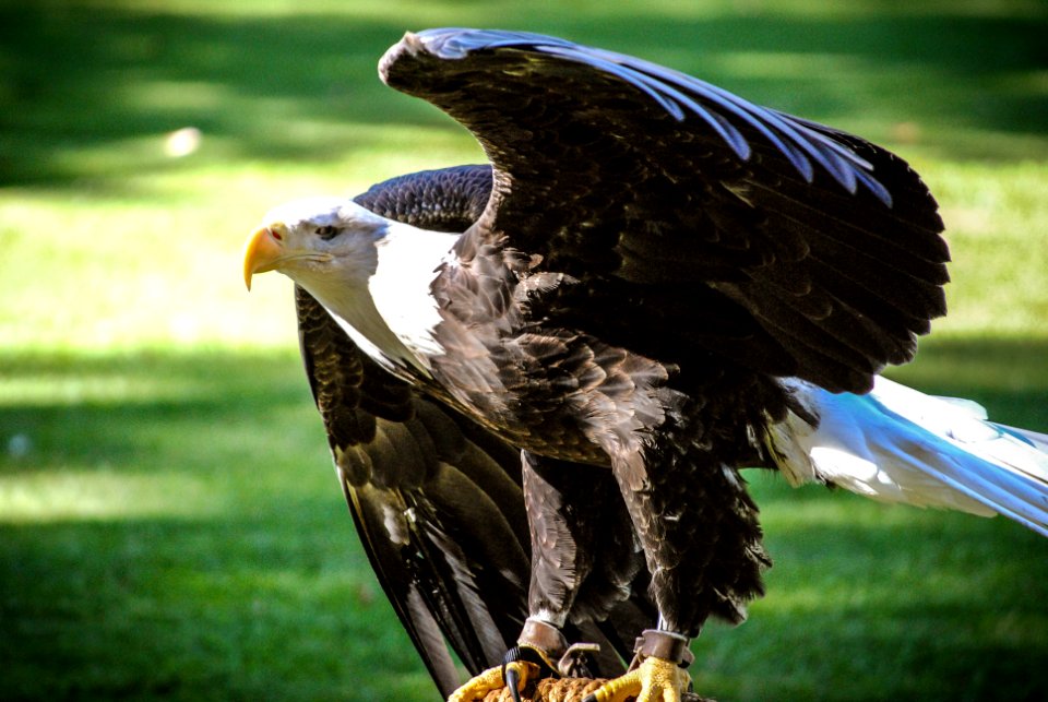 eagle
