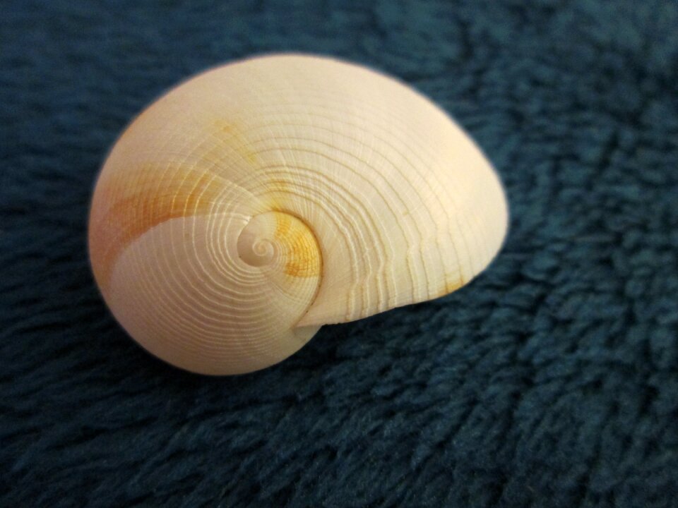 Seashell sea marine