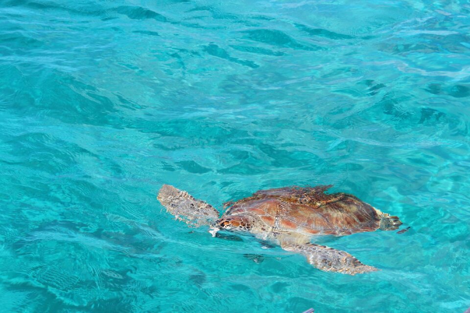 Turtle mar caribbean