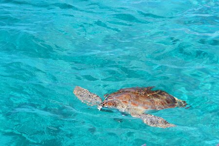 Turtle mar caribbean photo