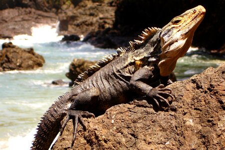 Reptile beach lizard photo