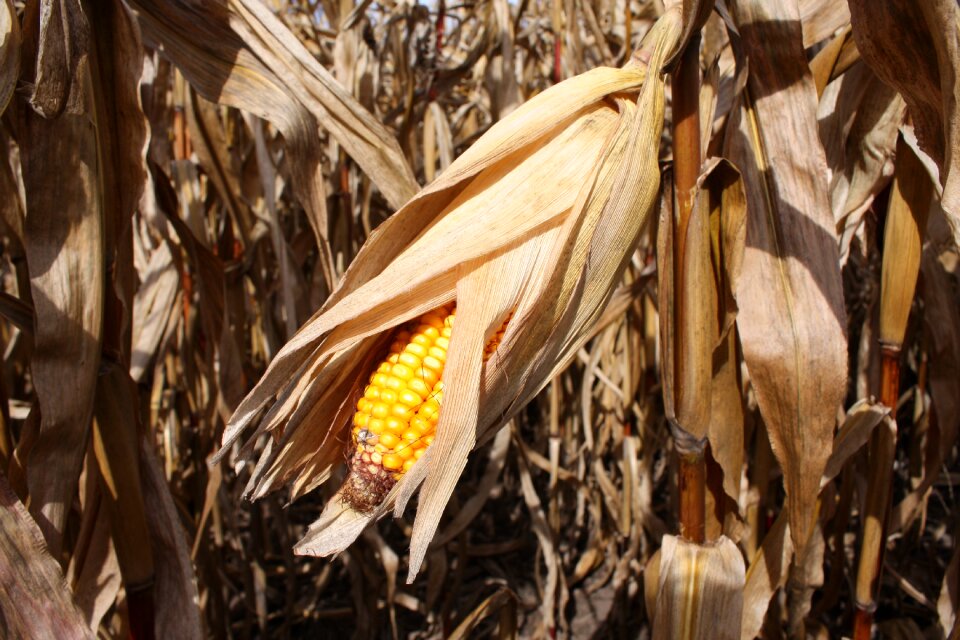 Yellow harvest the ear