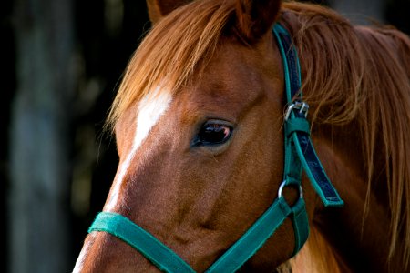 Caballo photo