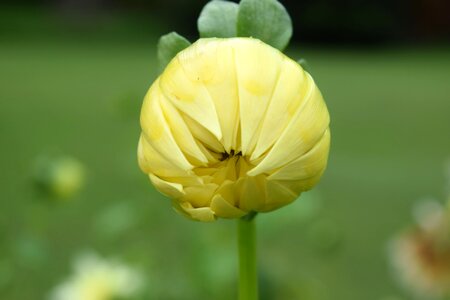 Garden yellow flowers photo