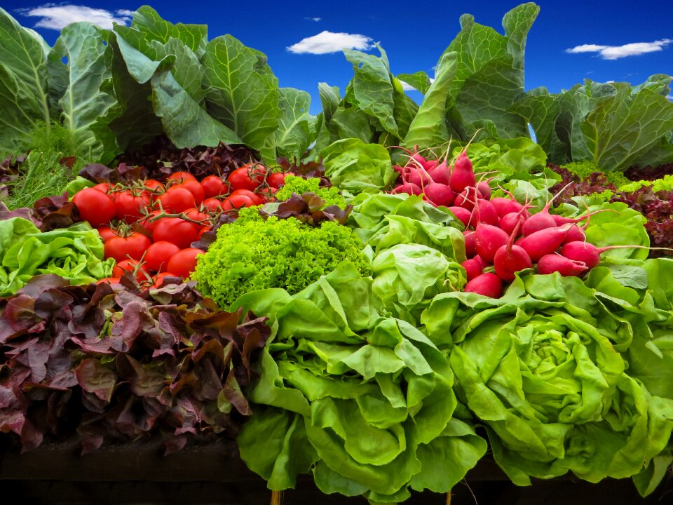 Salad food garden photo