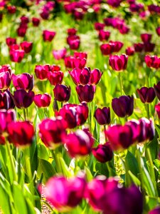 Tulip flower garden photo