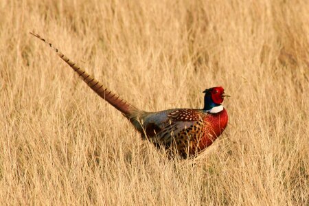 Feather wildlife fowl
