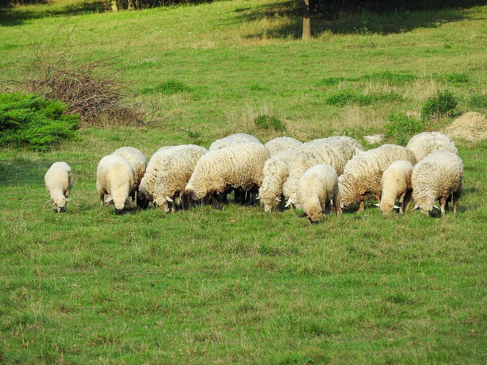 Livestock graze pasture