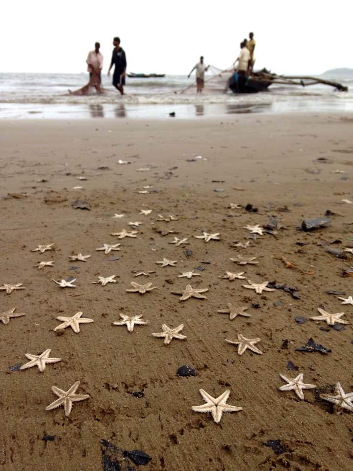 Star fishes scattered on Karwar beach, India.